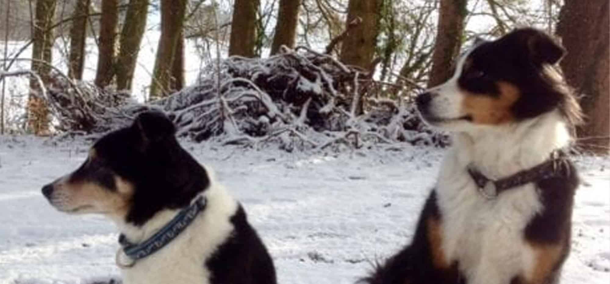 Beni Marina im Schneebedeckten Wald