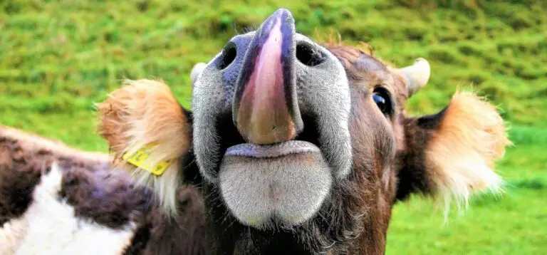Kuh mit Zunge draussen