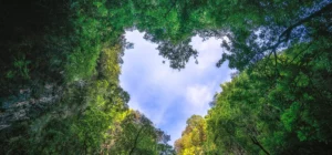 herz natur foto baeume header — SEO Text: Ist das Kunst oder kann das weg?