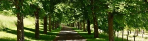 header webagentur weg wald sonne — Evergreen Content oder: Kann SEO überhaupt zeitlos sein?