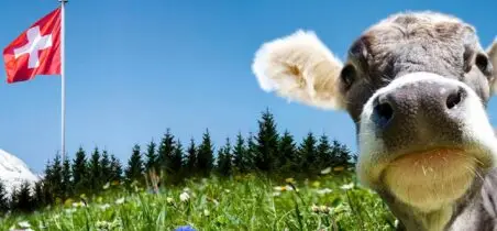 Kuh auf Bergwiese im Hintergrund Wald und Schweizerflagge